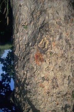 (saghla,sagla,shegla); Tongan (mukuyu); Zulu (umkhiwane) BOTANIC DESCRIPTION Ficus sycomorus is a large, semi-deciduous spreading savannah tree, up to 21 (max. 46) m, occasionally buttressed.