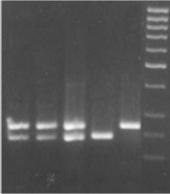 1 2 3 4 5 6 255 bp 230 bp Agarose electrophoresis of a PCR fragment of the EST 18.
