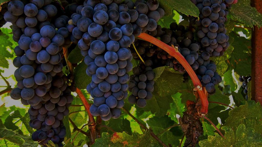 Tannat makes wines of great