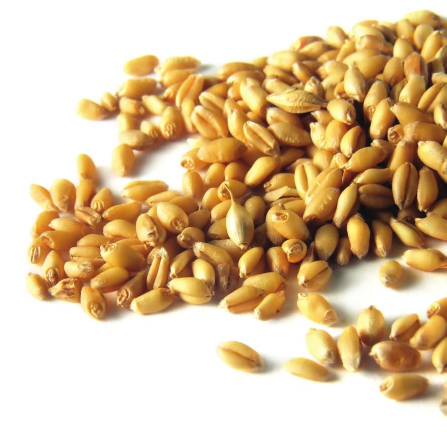 Wheat Grading Data Each determination of heat-damaged kernels, damaged kernels, foreign material, wheat of other classes, contrasting classes, and subclasses is made on the basis of the grain when