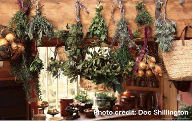 Drying Herbs Herbs dry best out of direct sunlight If using a dehydrator, dry herbs separately from fruits or vegetables.