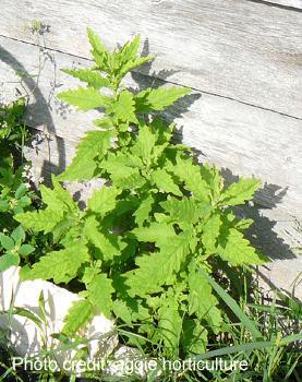 Epazote (Chenopodium Ambrosioides) Warm Season Annual Considered by some people to be a weed. Likes full sun.