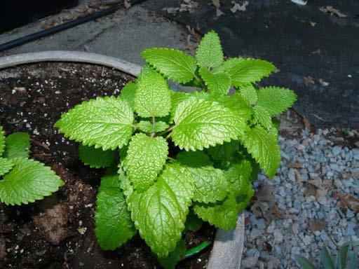 Lemon Balm (Melissa officinalis) Perennial Easy to grow lemon scented member of the mint family. Prefers partial shade and regular watering. Aromatic, cosmetic, culinary, and medicinal uses.