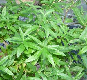 Lemon Verbena (Aloysia triphylla) Tender Perennial Like full sun, but tolerates some shade. If leaves freeze, plant may still come back from roots the following spring.