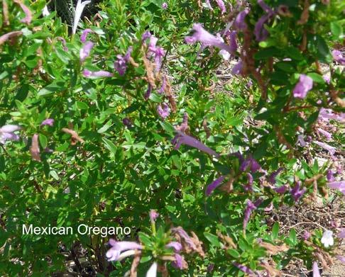 Mexican Oregano (Lippia graveolens and Poliomintha longiflora) Also called oregano cimarrón, hierba dulce, and redbrush lippia. Not a true oregano but has a similar flavor.