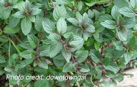 Mint Perennial Very easy to grow.