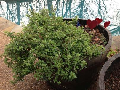 Oregano (Origanum vulgare) Perennial Easy to grow, likes afternoon shade.