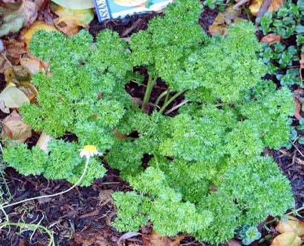 Parsley (Petroselinum crispum) Cool Season Annual Slow to germinate from seed, but grows well from transplants. Curley and flat leaf (Italian) varieties.