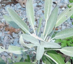 Sage (Salvia officinalis) Perennial Hardy perennial; sun to partial shade. Many varieties available including purple, variegated, golden and tricolor.