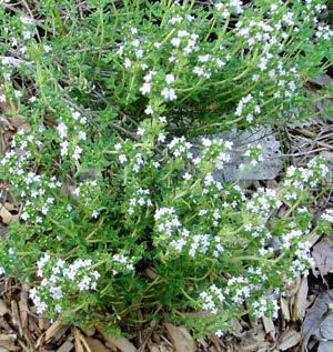 Thyme (Thymus var.) Perennial Plant in spring. Can be used as ground cover or grown in a container. Many varieties available including lemon, variegated, French, German and English thyme.