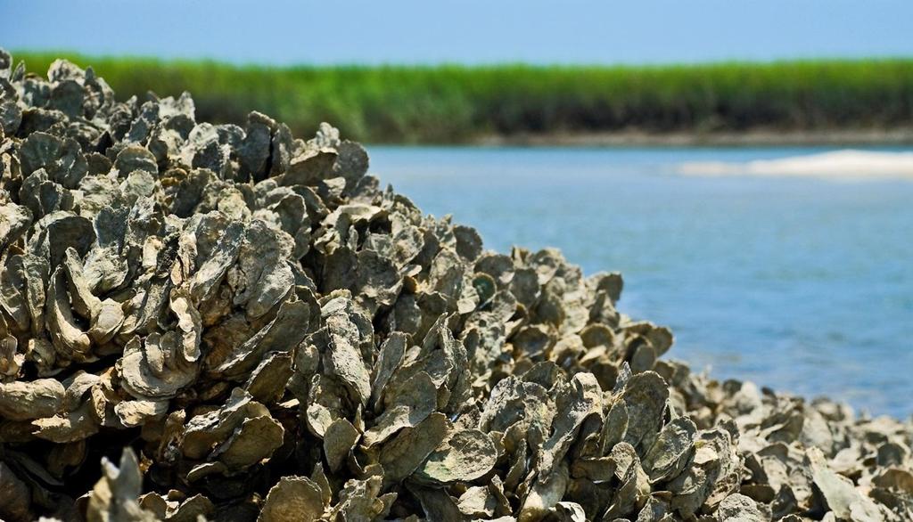 Oysters in the Chesapeake Bay