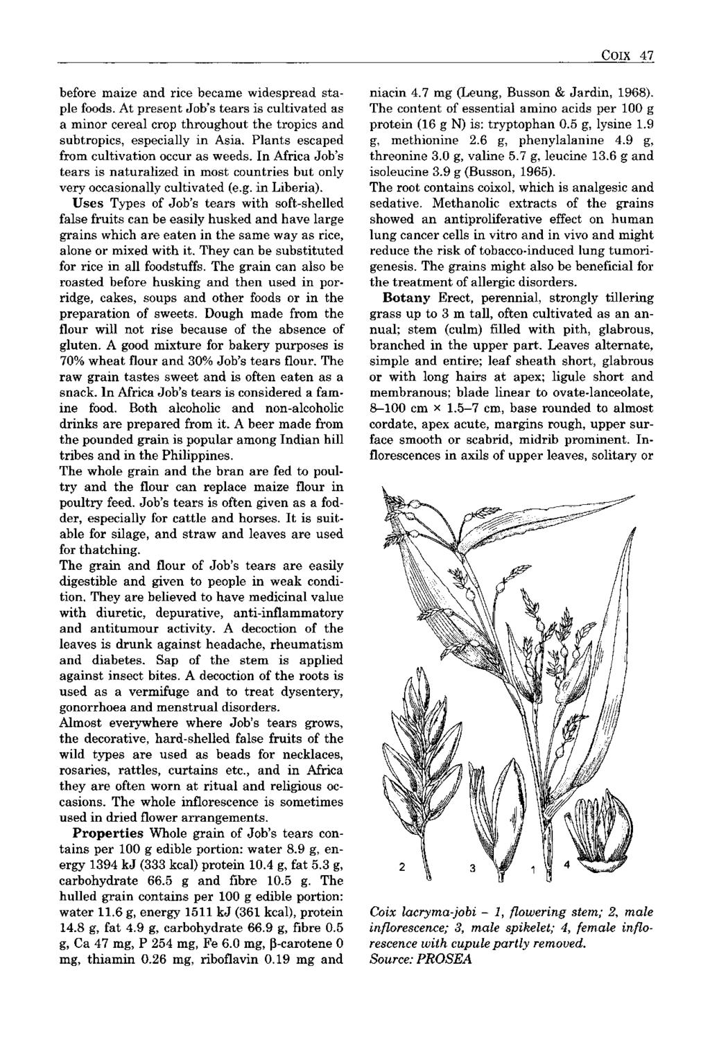 COIX 47 before maize and rice became widespread staple foods. At present Job's tears is cultivated as a minor cereal crop throughout the tropics and subtropics, especially in Asia.