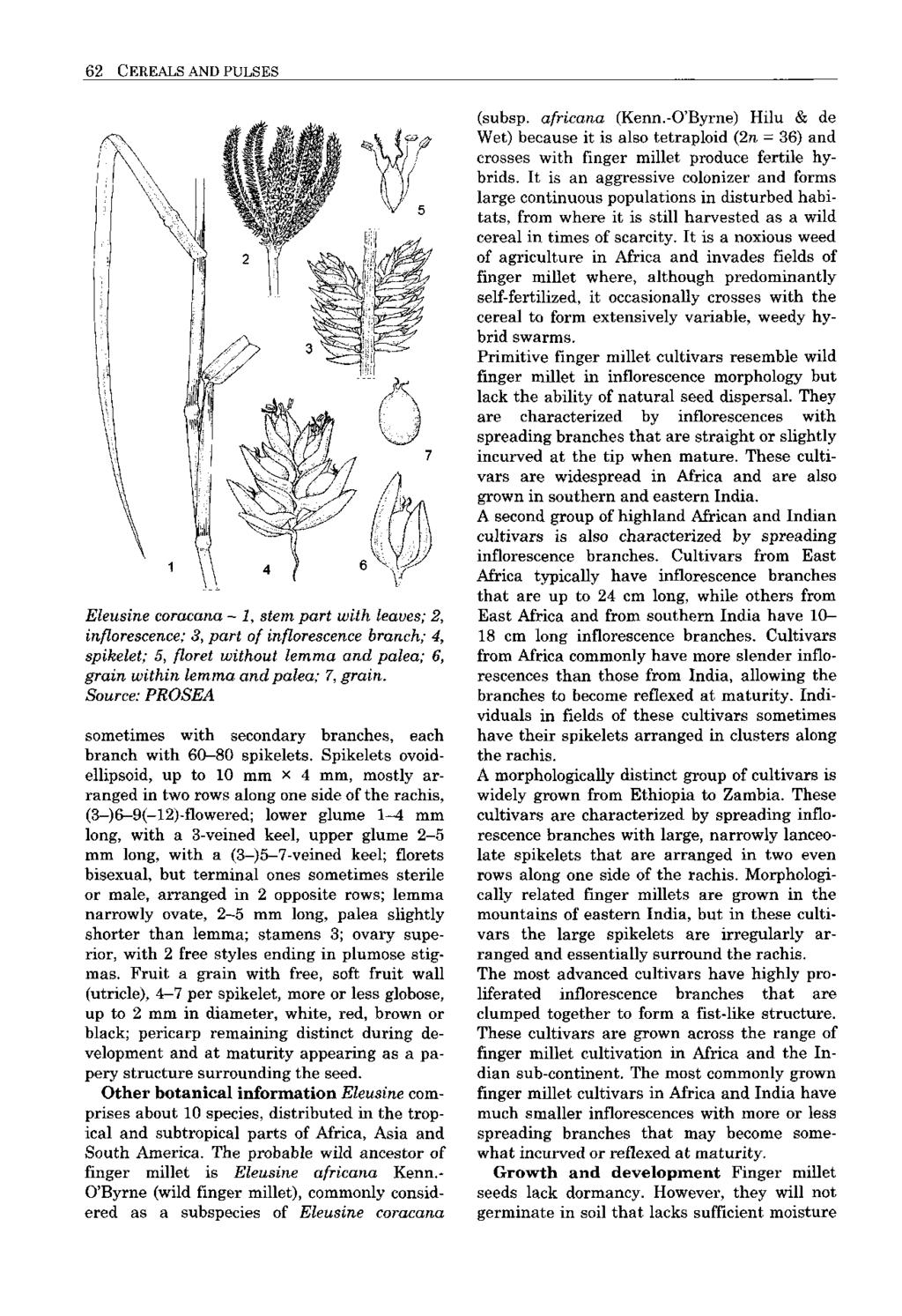 62 CEREALS AND PULSES Eleusine coracana - 1, stem part with leaves; 2, inflorescence; 3, part of inflorescence branch; 4, spikelet; 5, floret without lemma and palea; 6, grain within lemma and palea;