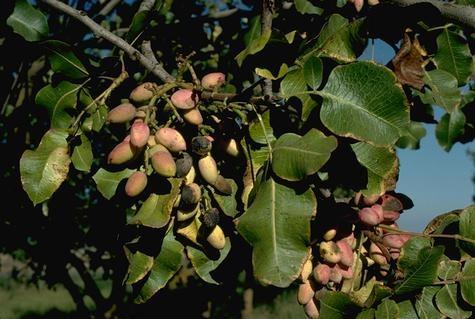 From The Shell 7 July-August 2013 In-season IPM checklist for Pistachios Gurreet Brar, UCCE Farm Advisor (Nut Crops), Fresno & Madera Counties Navel orangeworm (NOW): Based on the trapping data (by