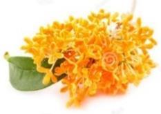 HOME FRAGRANCE DELICATE OSMANTHUS Bring the magical power of the iconic flower from the Asian gardens straight to your home!