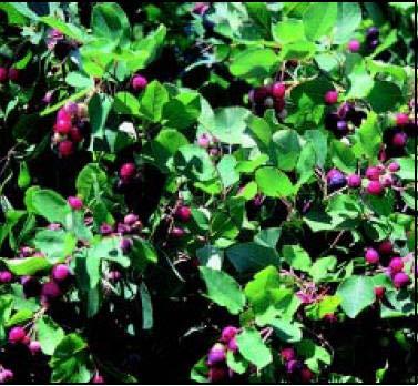 Juneberry/Serviceberry Hardiness Zones: 2 Growth Rate: Slow Site