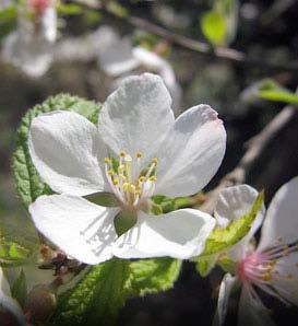 Nanking Cherry Hardiness Zones: 3 to7 Growth Rate: Moderate Site Requirements: Full Sun Soil: The