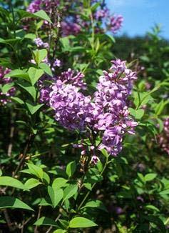 Persian Lilac Hardiness Zones: 4 to 7 Growth Rate: Rapid Site Requirements: Sun to partial shade; well-drained soil. Soil: Widely adaptable Form: Upright; slightly arching branches.