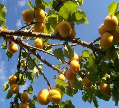 Apricot Hardiness Zones: 5 to 9 Growth Rate: Fast Site Requirements: Grows best in full sun Soil: This tree requires moist, well drained soil and is not drought tolerant.