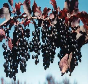 Canada Red Cherry Hardiness Zones: 2 to 6 Growth