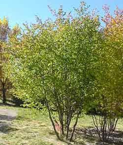 Washington Hawthorn Hardiness Zones: 4 to 8 Growth Rate: Moderate Site Requirements: Full Sun.