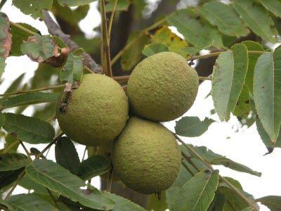 Black Walnut Hardiness Zones: 4 to 9 Growth Rate: Moderate Site Requirements: Full sun Soil: Acidic, alkaline, loamy,
