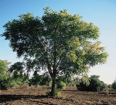 oily flavor. Walnut trees produce nuts in 12-15 years. They are harvested in early autumn.
