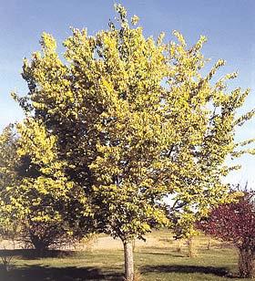 Hackberry Hardness Zones: 3 to 9 Growth Rate: Fast Site Requirements: Hackberry grows naturally in