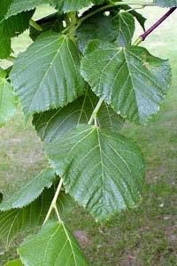 Many communities plant Linden along the streets due to its rapid growth rate and dense, symmetrical crown but Littleleaf Linden is sensitive to road salt.