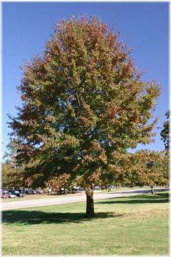 Height: 60 to 75 feet Width: 45 feet Leaf: Simple, 5 to 8 inches long, oblong in shape