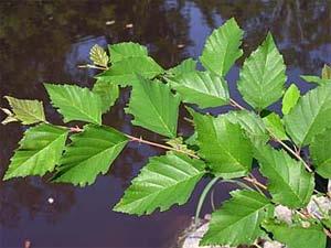 River Birch Hardiness Zones: 4 to 9 Growth Rate: Moderate to fast Site