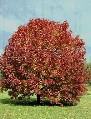 White Ash Hardiness Zones: 3 and 4 Growth Rate: Rapid Site