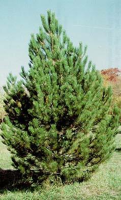 Austrian Pine Hardiness Zones: 3 Growth Rate: Slow Site Requirements: Full sun,