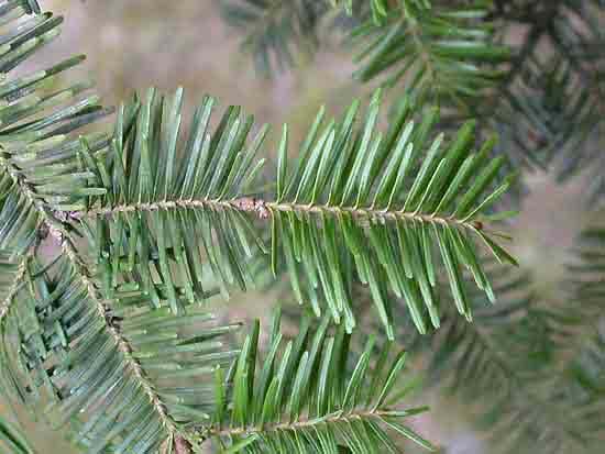 Fir will grow, but comparatively slowly, on gravelly sands and in peat bogs.