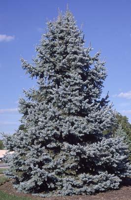 Colorado Spruce Hardiness Zones: 2 to 7 Growth Rate: Extremely slow growing