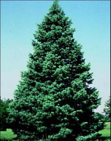 Concolor Fir Hardiness Zones: 4 Growth Rate: Slow