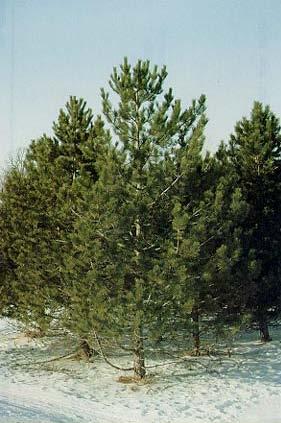 Norway Pine Hardiness Zones: 3 Growth Rate: Slow Site Requirements: Full sun. Semi drought tolerant.