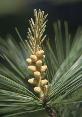 The fruit of the white pine is its pinecone. Comments: Excellent wildlife habitat.