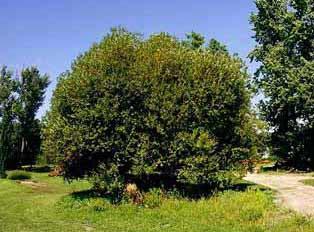 Flame Willow Hardiness Zones: 3 to 6 Growth Rate: Fast Site Requirements:
