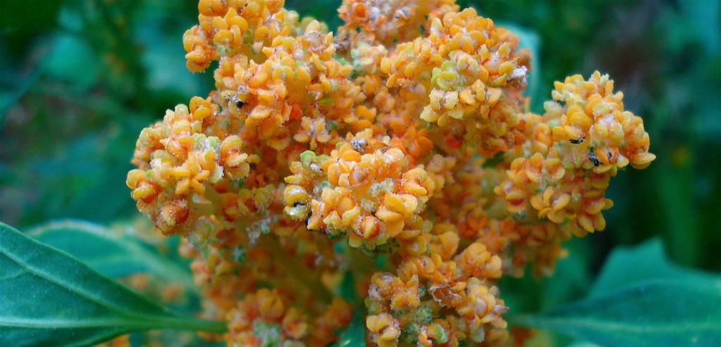 Photo Credit: flickr.com/photos/wheatfields Quinoa flickr.com/photos/67238971@n04 What is it? Quinoa is a plant with a thick, erect, woody stalk, and wide leaves.