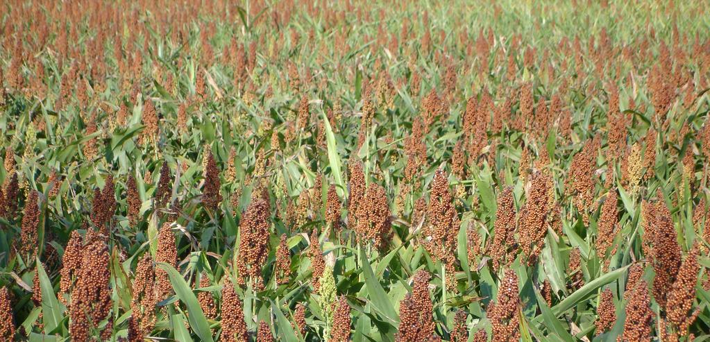 Photo Credit: flickr.com/photos/cyanocorax What is it? There are several types of sorghum, including grain sorghum, grass sorghums (used for animal feed), and sweet sorghums (used for syrups).