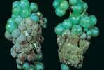 Fungicide for Grape Disease Control fungicide is a mixture of two complementary active ingredients that provide excellent protection against Botrytis bunch rot and sour rot on grapes.