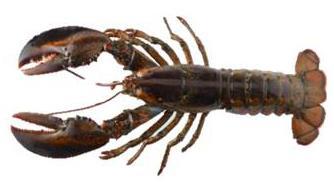 Expect no relief in lobster prices for the foreseeable future since most plants closed in early 2014 due to lack of raw