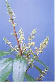 Long-lived (300 years old) Flowers Flowers Inflorescence -