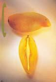 terminals Minimal Fertilization Mango can usually absorb adequate nutrients from fertile soil Heavy
