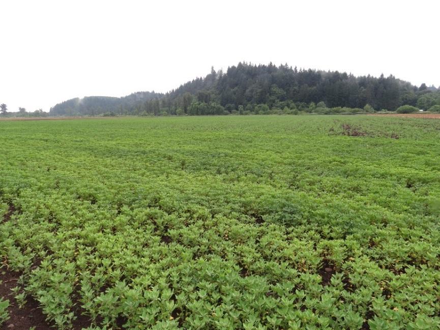 Growing Quinoa in the WV Multiple seasons of experience in Salem, OR area Grown in