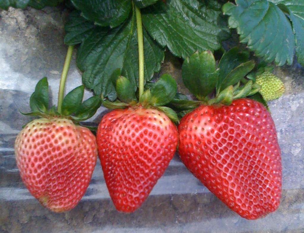 Update on microbial control of arthropod pests of strawberries Surendra Dara Strawberry and Vegetable