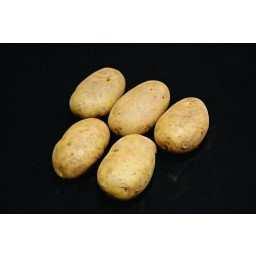 S E C O N D E A R L I E S SPUNTA Spunta seed potatoes produce a smooth, creamy-yellow skin and fresh, long tubers. It s a very high-yielding variety, and has a high dry matter.