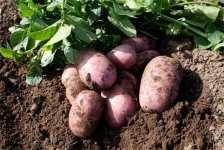 Potatoes can be planted from mid- March onwards as a rough guide dependent on weather.