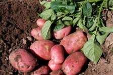 First and second earlies are generally eaten as soon as harvested enjoyed as new potatoes while maincrop cultivars can either be used fresh from the ground or stored for winter